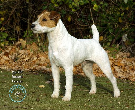 Parson Russell Terrier 9T016D-205.JPG